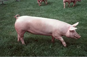 Pigs: LANDRACE PIG