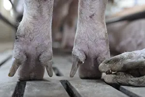 Board: Landrace pig feet on slatted Industrial breeding