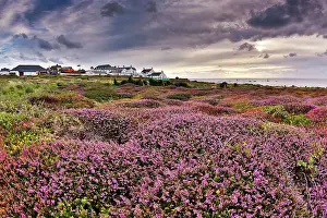 Heathers: Land's End - Heather in foreground