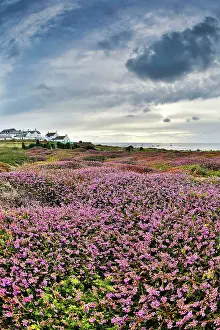 Heathers: Land's End - Heather in foreground