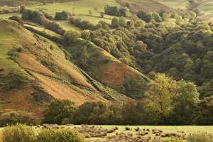 170119: Landscape. autumn colours on a hillside, mid Wales