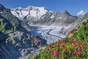 Alpenrose: Landscape with blooming alpine roses in front of