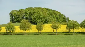 Swedish: Landscape with blooming rapeseed fields in Ystad