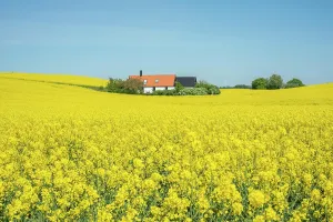Swedish: Landscape with blooming rapeseed fields in Ystad