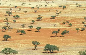Bushman: Landscape with Bushman grass (Stipagrostis sp.)