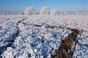 Rime: Landscape covered with rime