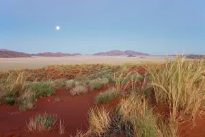 Bushman: Landscape at dawn with full moon and bushman grass