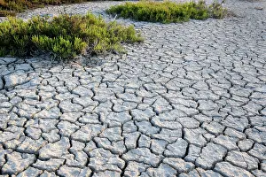 Cracked: Landscape with dried mud and grass