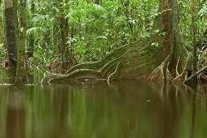 Amazonian: Landscape of flooded forest - Matiti - French Guiana