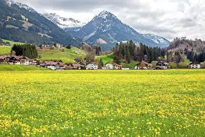 Taraxacum: Landscape with flowering common dandelion (Taraxacum)