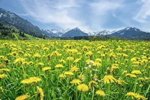 Taraxacum: Landscape with flowering dandelion (Taraxacum)
