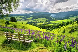 Bench: Landscape with flowering meadows, lupines (Lupinus)