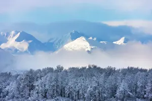 Keren: Landscape of forest and snow mountain, Haines, Alaska, USA