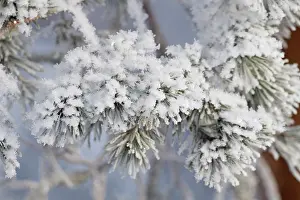310517: landscape. frost on the branches of fir trees, Finland