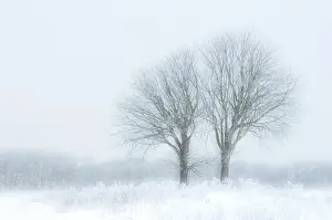 Unidentified: Landscape with frozen unidentified trees