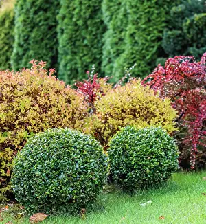 Concept: Landscape garden design with green lawn, colorful