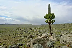 Michele Menegon: Landscape with giant Lobelia