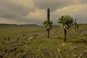Michele Menegon: Landscape with giant Lobelia