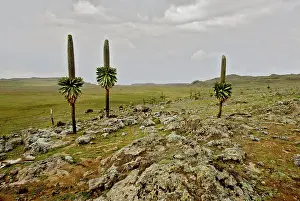 Michele Menegon: Landscape with giant Lobelia
