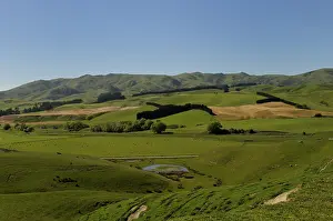 Spermatophytes: Landscape with grazing sheep in New Zealand
