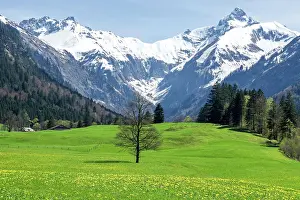 Oberallgu: Landscape with green meadow and tree, in the background