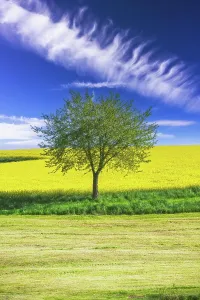 Loneliness: Landscape with a lonely tree at a rape field