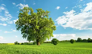 Basic: Landscape with oaks, solitary tree, grain field