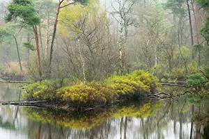 Bossen: Landscape detail of Oisterwijkse bossen en vennen