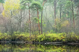 Bossen: Landscape detail of Oisterwijkse bossen en vennen