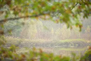 Bossen: Landscape detail of Oisterwijkse bossen en vennen