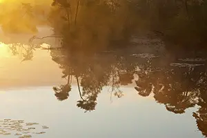 Bossen: Landscape detail of Oisterwijkse bossen en vennen at sunrise