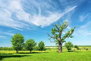Gnarled: Landscape with old gnarled solitary english oak
