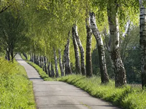 Path: Landscape path flanked by green birch trees in spring