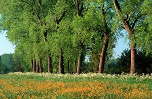 Anthriscus: Landscape with Poplars, Cow Parsley and meadow buttercup