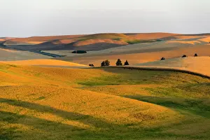 Wheat: Landscape of rolling wheat field at sunrise, Palouse