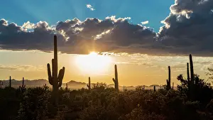 Saguaro: Landscape with Saguaro cacti (Carnegiea gigantea)