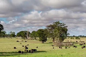 Caffer: Landscape of the savannah, Tsavo, Kenya