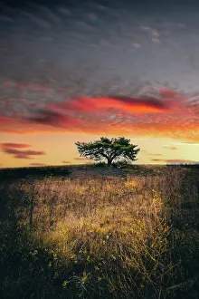 Mainz: Landscape shot of a dry meadow with pine trees
