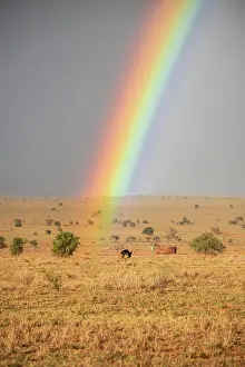 Prismatic: Landscape shot in the vast savannah with two rainbows