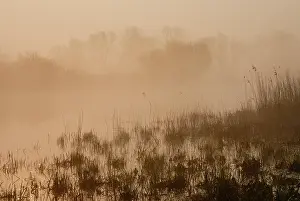 Sedge: Landscape showing a hazy marsh in early morning light