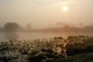 Sedge: Landscape showing a hazy marsh with sedges