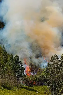 Fire: Landscape in South Africa, forest fire, fire, smoke