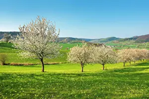Primrose: Landscape in spring with blossoming cherry trees