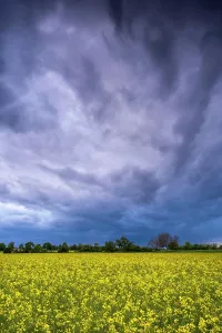 Rapeseed: Landscape in spring, a yellow flowering rape field