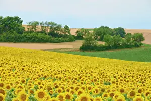 Franconia: Landscape with sunflower field in summer, Wurzburg