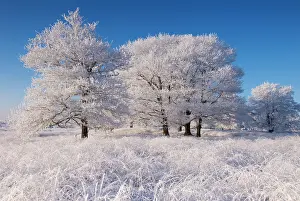 Rime: Landscape with treescovered with rime