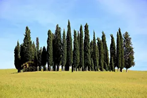 Grove: Landscape in Tuscany, La Crete, group of trees in