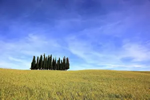 Grove: Landscape in Tuscany, La Crete, group of trees in