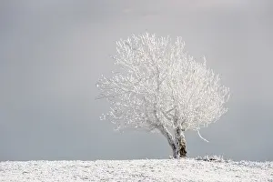Winterlandscape: Landscape with view on frozen tree