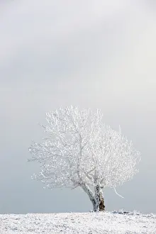 Winterlandscape: Landscape with view on frozen tree